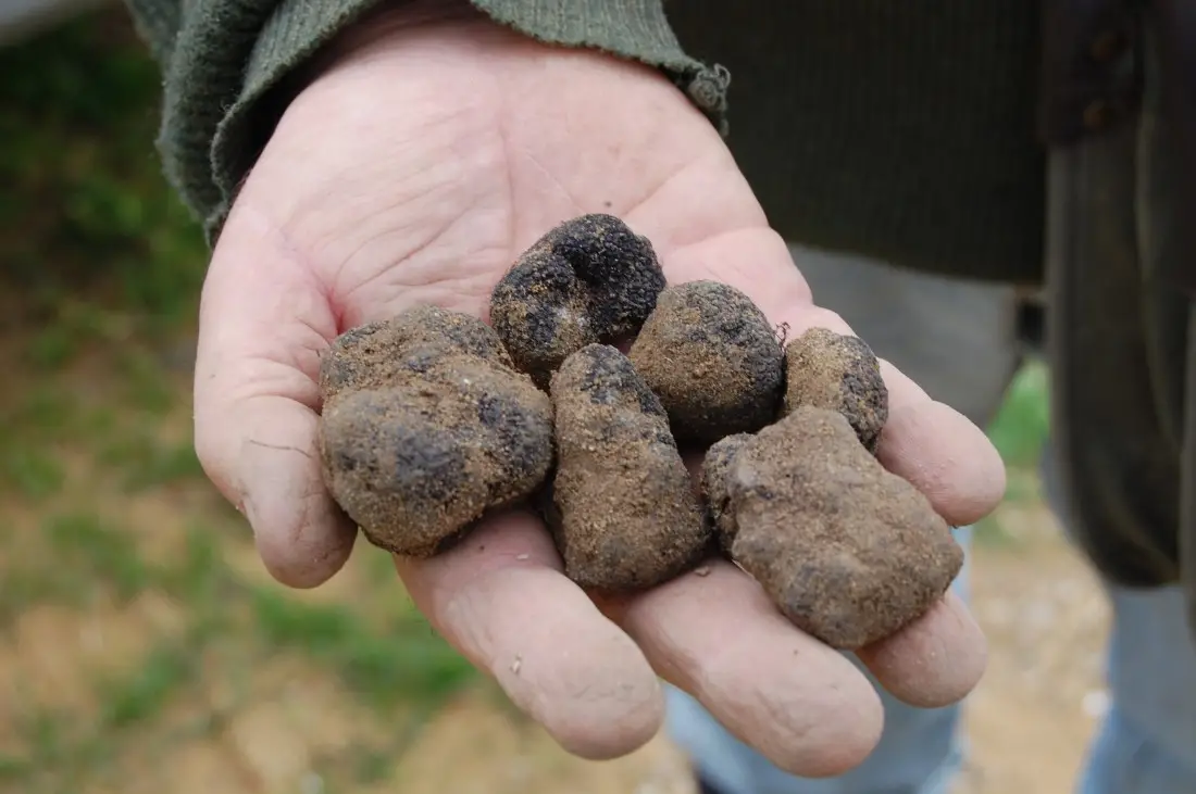 L’Atelier Autour de la Truffe Noire autour d'Orange(Durée 1h30 - 65€ HT / personne)